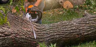 Best Fruit Tree Pruning  in Mason Neck, VA