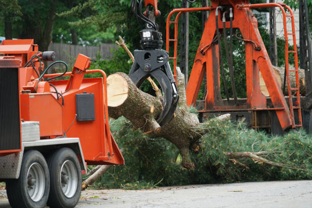 Professional Tree Services in Mason Neck, VA