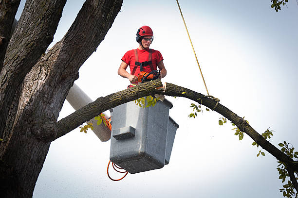 Best Tree Maintenance Programs  in Mason Neck, VA